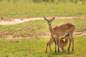 A female kob looking at the camera, nursing her baby (Kobus kob), Murchison Falls National Park, Uganda.