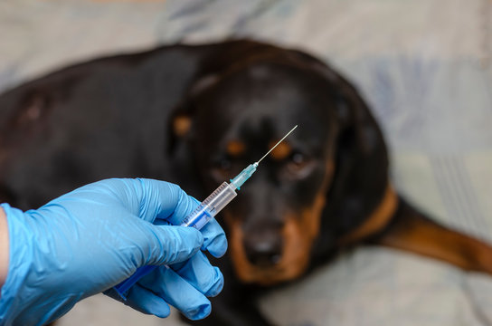 Rabies Vaccine" Images – Browse 178 Stock Photos, Vectors, and Video |  Adobe Stock