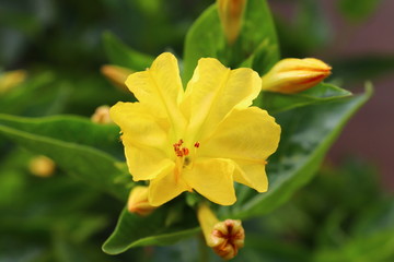 yellow flower