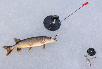 Pike fishing in winter from the ice. The fishing for big pike on the spinner. Sport fishing on the...