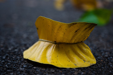 yellow leaf on asphalt