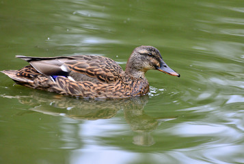 Fototapeta premium Portrait of a duck with reflection in clean water.