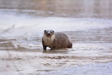 Otter (Lontra canadensis) in the wild. Water mammal with wet fur