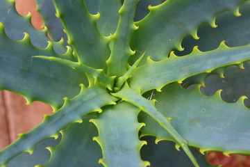 cactus close up