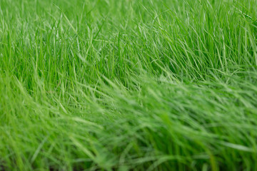 Summer landscape. Green lush grass texture on a sunny day.