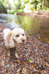 キャバプー、川で散歩