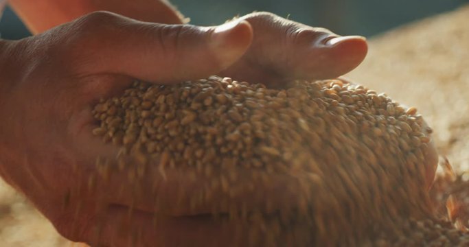 Close up shot of an young successful man farmer is controlling with his hands at the moment harvested biologic wheat grains. Concept: agriculture, nature, farming, cultivation, bio and eco food