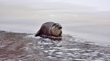 Otter (Lontra canadensis) in the wild. Water mammal with wet fur