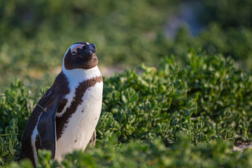 Fototapeta premium Brillenpinguin Kolonie in Südafrika, Brillenpinguin am Boulder Beach