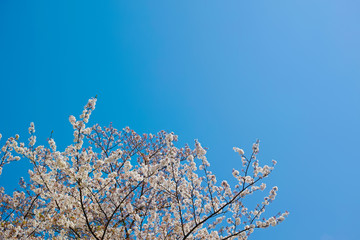 青空に桜の花が咲く春の風景