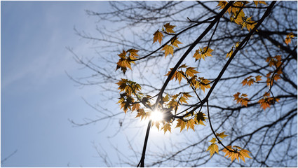 Young Leaves