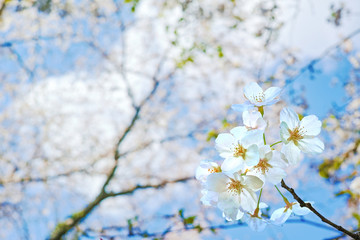 桜の花が咲く春の風景