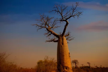 Foto op Plexiglas Sunset with baobab tree in Madagascar © SASITHORN