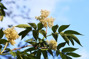Sambucus sieboldiana (Japanese red elder) flowers / Adoxaceae deciduous shrub.
