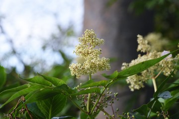 Sambucus sieboldiana (Japanese red elder) flowers / Adoxaceae deciduous shrub.