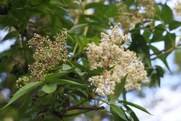 Sambucus sieboldiana (Japanese red elder) flowers / Adoxaceae deciduous shrub.