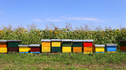Row of colorful wooden beehives with sunflowers in the background 