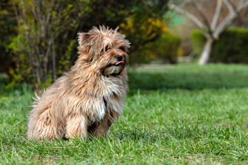 poodle terrier walking on park. Relax pet