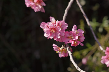 Alcalali, Valencia, Spain: 02.02.2020; The delicate spring flowers of almond tree