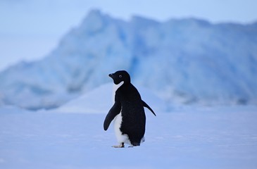 Adelie Penguins ,  Hope Bay , Antarctica 