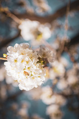 Kirschbaumblüte mit bestäubenden Bienen