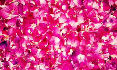Background of beautiful Pink rose petals