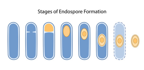 Stages of endospore formation: cell division, engulfment of pre-spore, formation cortex, coat, maturation of spore, cell lysis. Vector illustration in flat style isolated on white background - obrazy, fototapety, plakaty