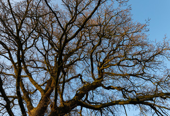 Eiche Quercus Baum Stammbaum Verzweigung Astgabel Strukur Himmel Knospen Frühling sprießen Jahreszeiten grünen Symbol Hoffnung Alter Oak Sauerland Deutschland  Biotop Vögel Insekten Eicheln Holz Rinde