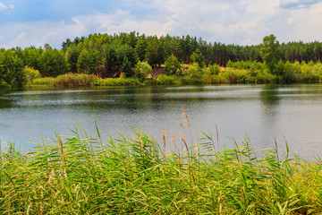 View of a beautiful lake in a pine forest at summer