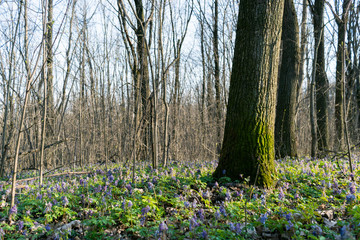 Spring forest. Tree trunk overgrown with moss. Flower meadow in the forest. Signs of spring. Bright landscape.