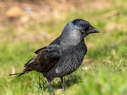 KawkaBilder StockFotos & Videos. Adobe Stock