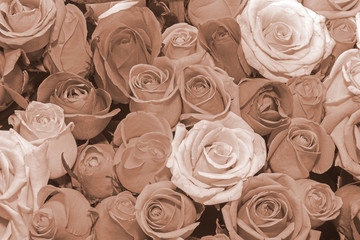 Background of bouquets of flowers. Roses. Design. Toning. Close up.