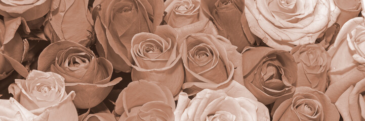 Background of bouquets of flowers. Roses. Design. Toning. Panorama. Close up.