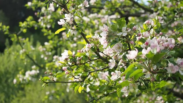 Beautiful blooming white and pink apple flowers (Malus pumila) in homemade garden in HD VIDEO. Illuminated by sunlight. Close-up.  ECO and BIO gardening concept.