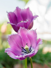 Fototapeta na wymiar Lilac tulip in the garden