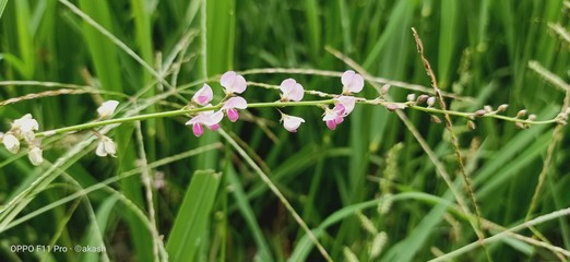 flower in the grass