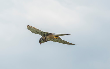 Kestrel