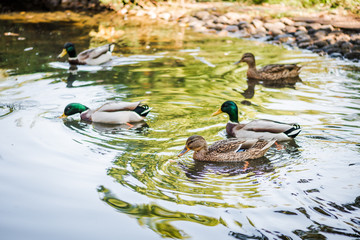 A flock of ducks swimming in a pond in the park. Summer photo