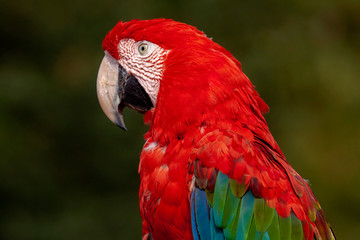 Tête de ara à ailes vertes en gros plan © guitou60