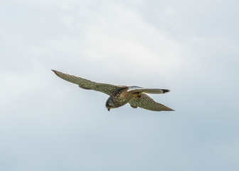 Kestrel
