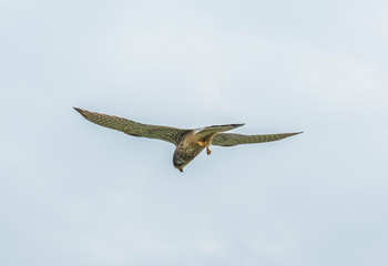 Kestrel