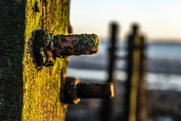 Detail of the old rusty screw in a wood