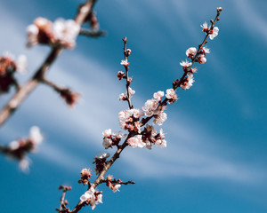 Beautiful blooming tree in early spring