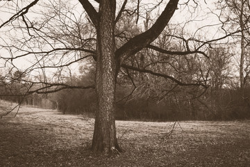 vintage old picture with alone tree at city park