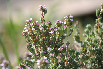 Thym en fleur