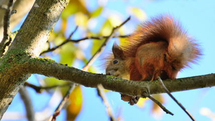 Protein vulgaris, or veksha - a rodent from the squirrel family.