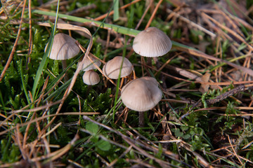 Mushroom in the forest