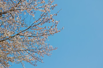 青空に桜の花が咲く春の風景
