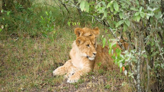 Two Lion Subadult cubs sit out in the rains besides a bush wide shot in Kenya, masai Mara