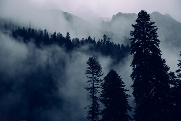 Fog in the mountains, blue spruces in twilight